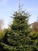 Abies nordmanniana