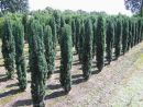 Taxus baccata 'Fastigiata Robusta'