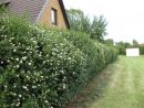 Ligustrum vulg. Atrovierens