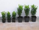 Buxus semp. arbor.