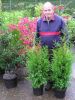 Thuja occidentalis 'Brabant'