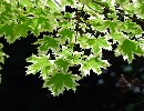 Acer platanoides 'Drummondii'