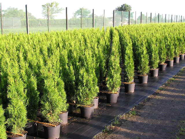 Thuja occ. Smaragd