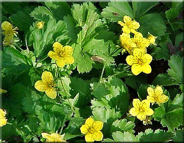 Waldsteinia ternata
