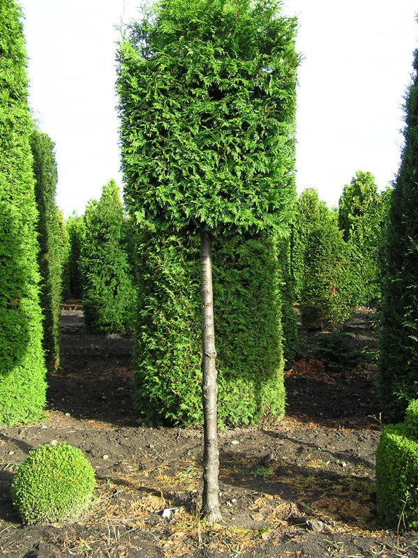 - Baumschule-2000.de - Bäume und Pflanzen wie Taxus, Thuja