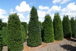 Eibe - Taxus baccata bis 5m