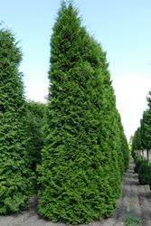 Thuja Lebensbaum bis 8m (Alle Gr