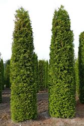 Thuja occidentalis 'Brabant'