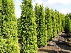 Thuja Lebensbaum 'Yellow Ribbon'