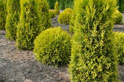 Thuja plicata '4ever Goldy'®