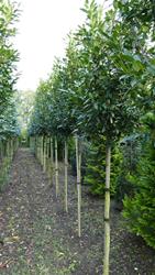 Kirschlorbeer als immergrüner Baum bzw. Hochstamm