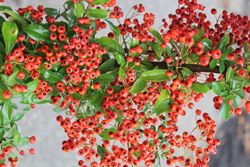 Feuerdorn - Pyracantha coccinea