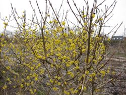 Kornelkirsche - Cornus mas