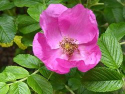 Heckenrose - Rosa rugosa