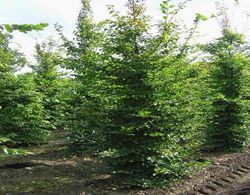 Hainbuche - Carpinus betulus