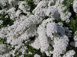 Spierstrauch - Spiraea