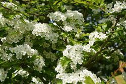 Weißdorn - Crataegus monogyna