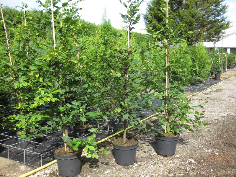 Hainbuche als Containerpflanze