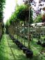 Preview: Acer platanoides 'Globosum'