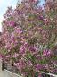 Preview: Magnolia liliiflora 'Nigra'