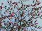 Preview: Magnolia liliiflora 'Nigra'