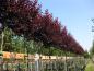 Preview: Prunus cerasifera 'Nigra' CAC