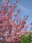 Preview: Prunus serrulata 'Kanzan'CAC
