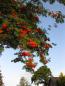 Preview: Sorbus aucuparia 'Edulis'