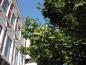 Preview: Acer campestre 'Elsrijk'