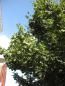 Preview: Acer campestre 'Elsrijk'