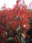 Mobile Preview: Photinia fraseri 'Red Robin'