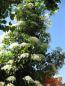 Preview: Hydrangea petiolaris