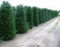 Preview: Taxus baccata