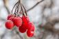 Preview: Lonicera xylosteum