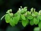 Mobile Preview: Lonicera xylosteum