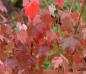 Preview: Acer rubrum
