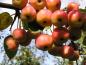 Preview: Malus 'Evereste' ® CAC