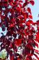 Preview: Prunus cerasifera 'Nigra' CAC