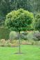 Preview: Quercus palustris Green Dwarf