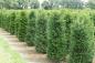 Preview: Taxus baccata