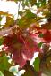 Preview: Quercus rubra