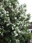 Preview: Philadelphus 'Schneesturm'