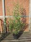 Preview: Philadelphus 'Schneesturm'