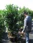 Preview: Prunus lauroc. 'Etna' ®