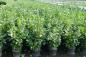 Preview: Prunus lauroc. 'Etna' ®
