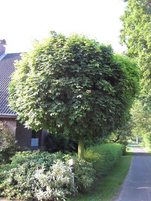 Acer platanoides 'Globosum'