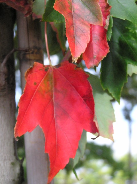 Acer rubrum