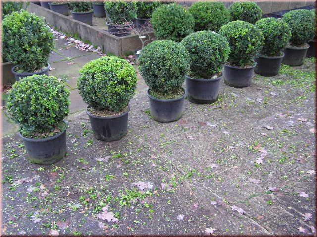 Buxus sempervirens var. arborescens