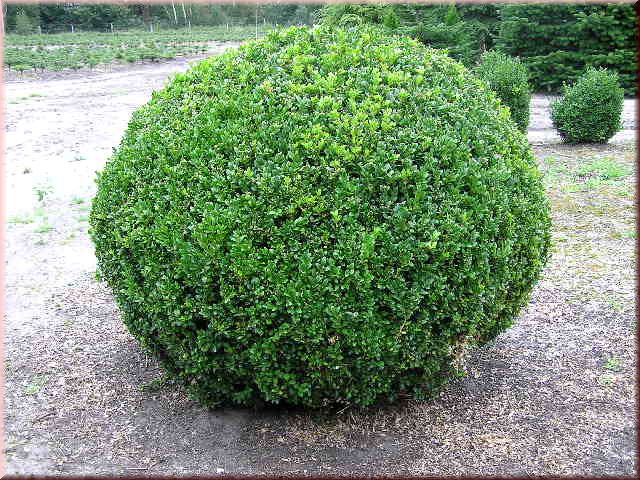Buxus sempervirens var. arborescens