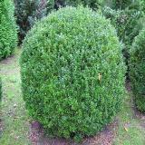 Buxus sempervirens var. arborescens